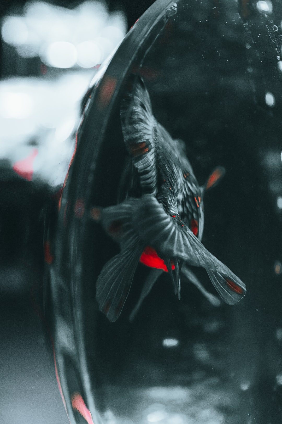 Aquarium Uv Filter