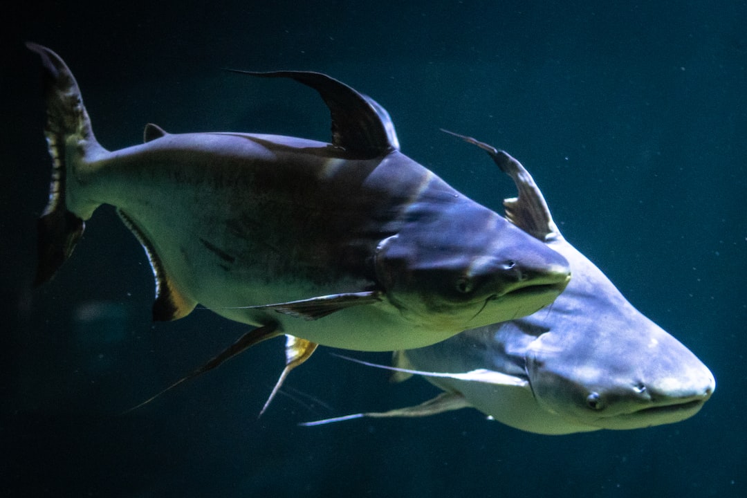 25 wichtige Fragen zu Welse Aquarium Arten
