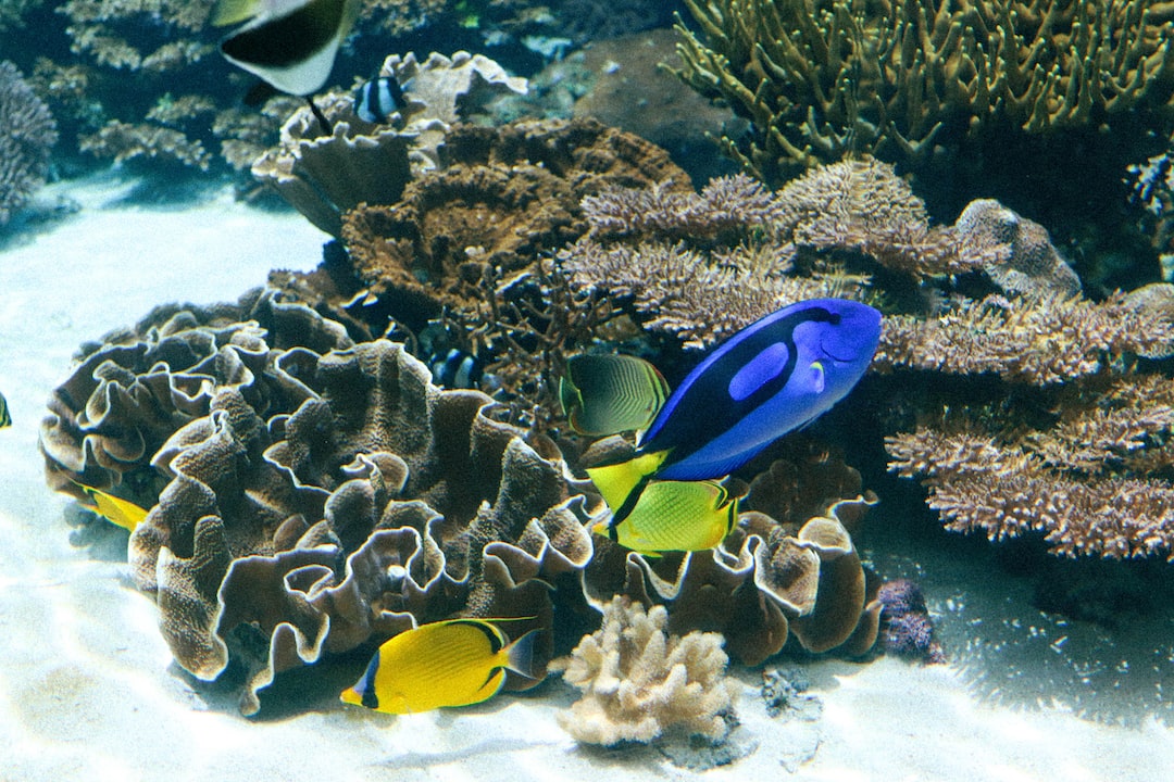 8 wichtige Fragen zu Aquarium Rückwandfolie 3d